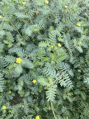 Tribulus