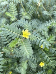Tribulus