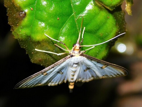 Palpita metallata