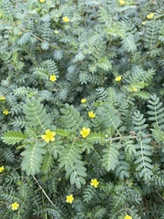 Tribulus