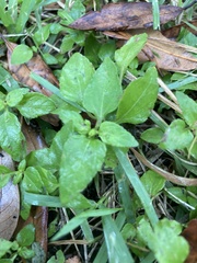 Calyptocarpus vialis