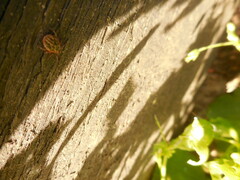 Dermacentor reticulatus