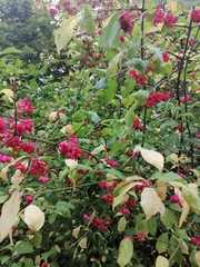 Euonymus europaeus