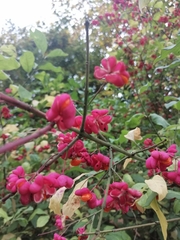 Euonymus europaeus