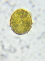 Parvodinium inconspicuum