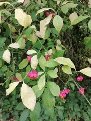 Euonymus europaeus