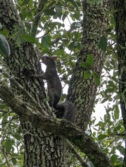 Sciurus carolinensis extimus