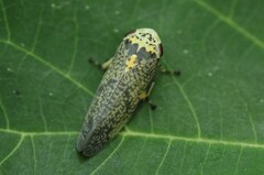 Ptyelus grossus