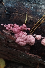 Symphytocarpus amaurochaetoides