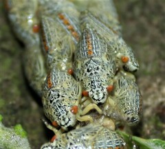 Ptyelus grossus