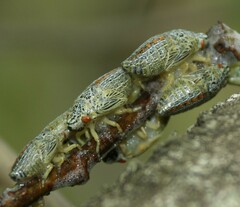 Ptyelus grossus