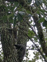 Sciurus carolinensis extimus