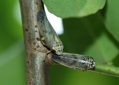 Ptyelus grossus