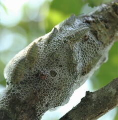 Ptyelus grossus