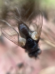 Phania funesta