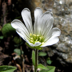 Cerastium latifolium