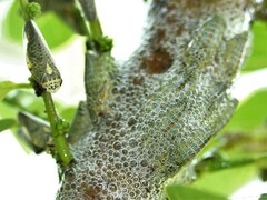 Ptyelus grossus