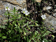 Cerastium latifolium