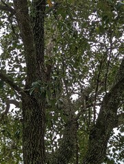 Sciurus carolinensis extimus