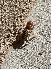 Ammopelmatus fuscus