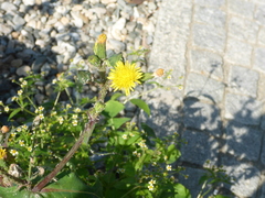 Sonchus