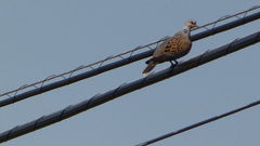 Streptopelia turtur