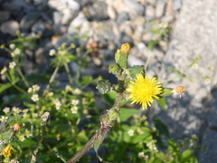 Sonchus
