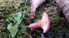 Lactarius