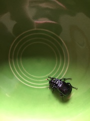 Nicrophorus nigrita