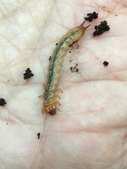 Schizotus pectinicornis