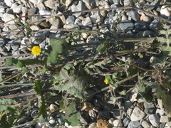 Sonchus