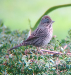 Melospiza lincolnii