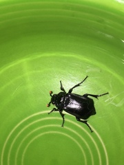 Nicrophorus nigrita