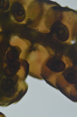 Frullania franciscana