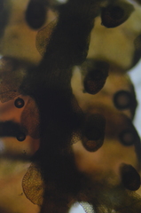 Frullania franciscana