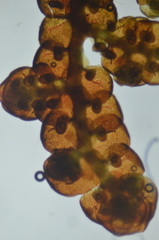 Frullania franciscana