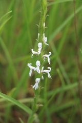 Striga bilabiata bilabiata