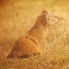 Cynictis penicillata