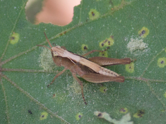Orphulella