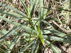 Dianthus seguieri