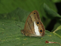 Euptychoides nossis