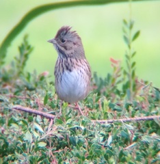 Melospiza lincolnii