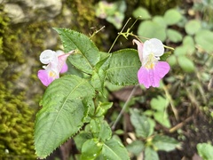 Impatiens balfourii