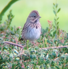 Melospiza lincolnii