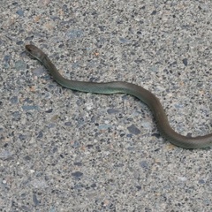 Coluber constrictor mormon