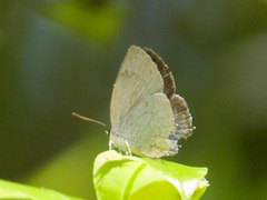 Ostrinotes sophocles