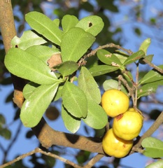 Elaeodendron zeyheri