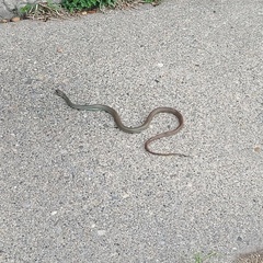 Coluber constrictor mormon