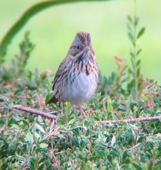 Melospiza lincolnii