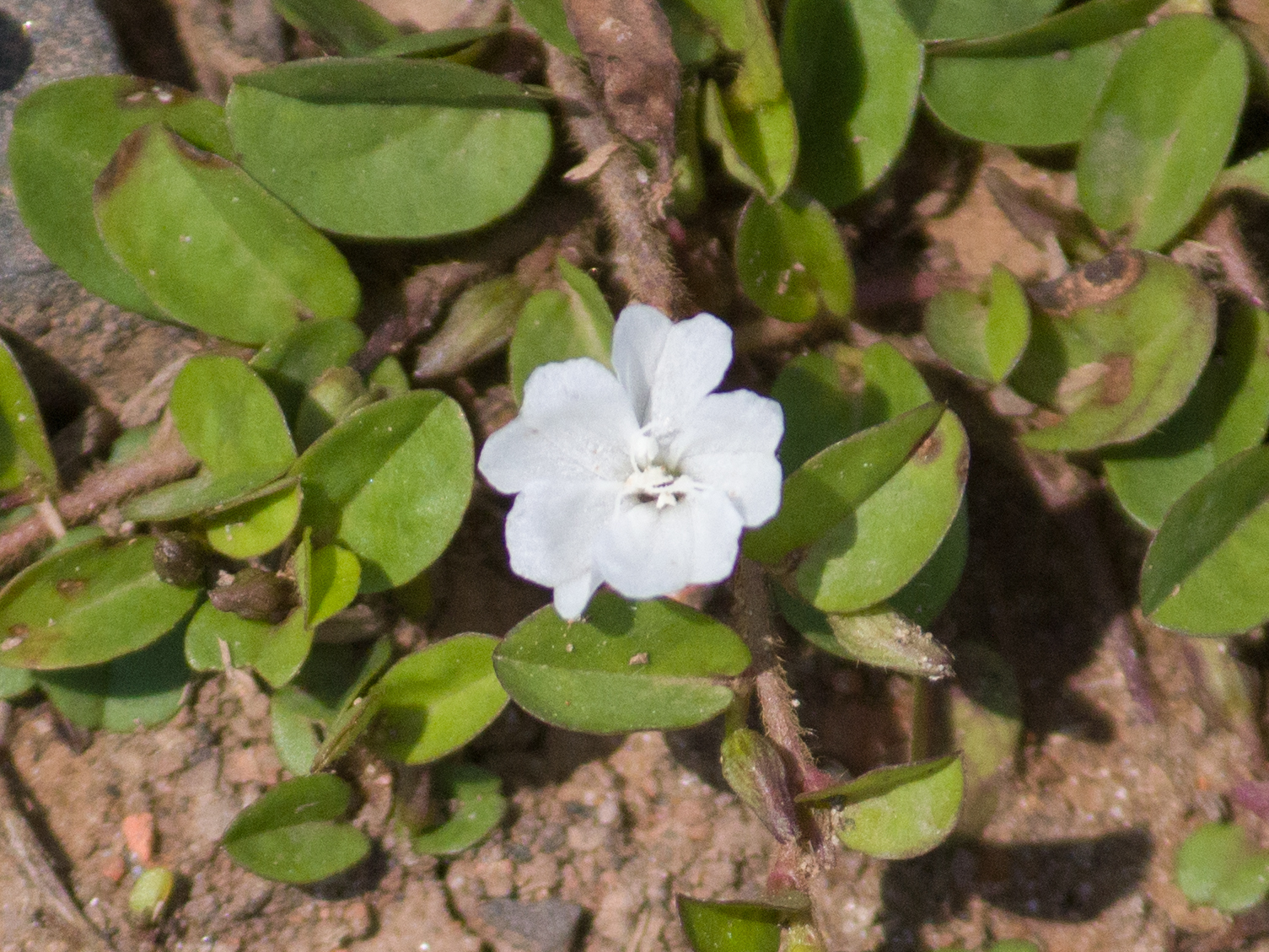 Evolvulus nummularius